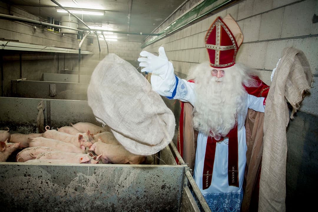 Varkens in Nood deelt jutezakken uit als nestmateriaal