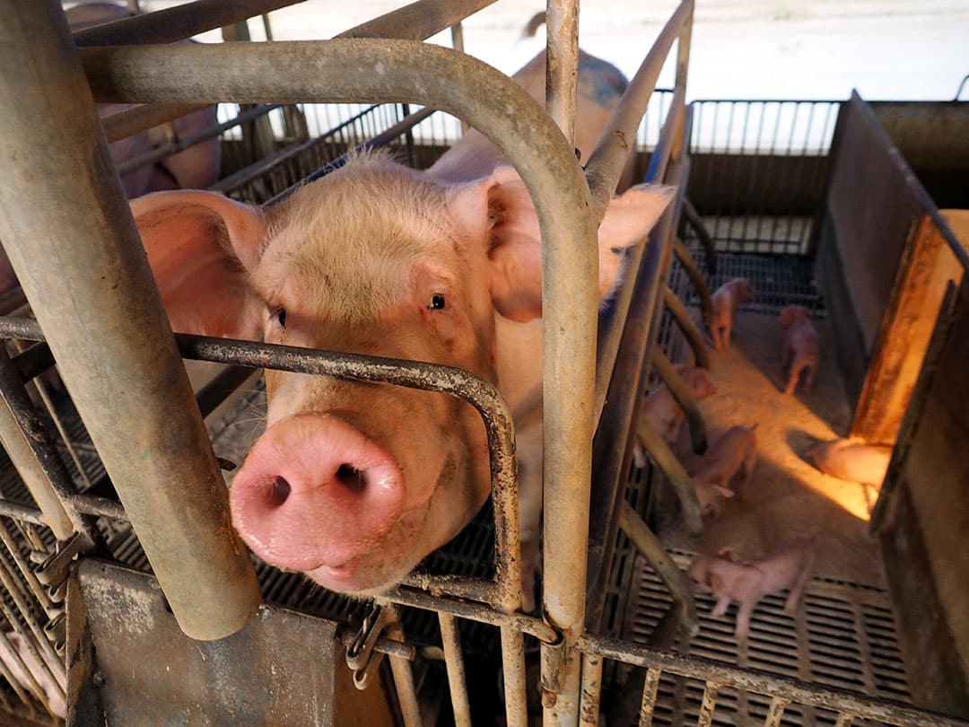 epa07141062 A pig and her piglets on a pig farm in Yunlin County, western Taiwan, 04 November 2018. Taiwan's Council of Agriculture announced on the day measures preventing the African Swine Fever (ASF) from spreading from China to Taiwan. They include requiring pig famers to boil waste food up to 90 degrees Celsius for one hour before feeding it to pigs, and increasing fines on travelers bringing meat products from China to Taiwan, from 15,000 Taiwan dollar to 300,000 Taiwan dollar (around 500 to 10,000 US dollar). ASF primarily originated in sub-Saharan Africa and has spread to European countries since 2007. China reported its first case of ASF in August 2018, and since the plague has reportedly spread to 14 Chinese provinces. Taiwan on 31 October 2018 reported having detected ASF virus in sausages bought in by a traveler from China. The ASF virus can survive for up to 1,000 days in frozen meat and 100 days in refrigerated meat. The ASF virus presents no risk to humans but it is fatal to pigs.  EPA/DAVID CHANG