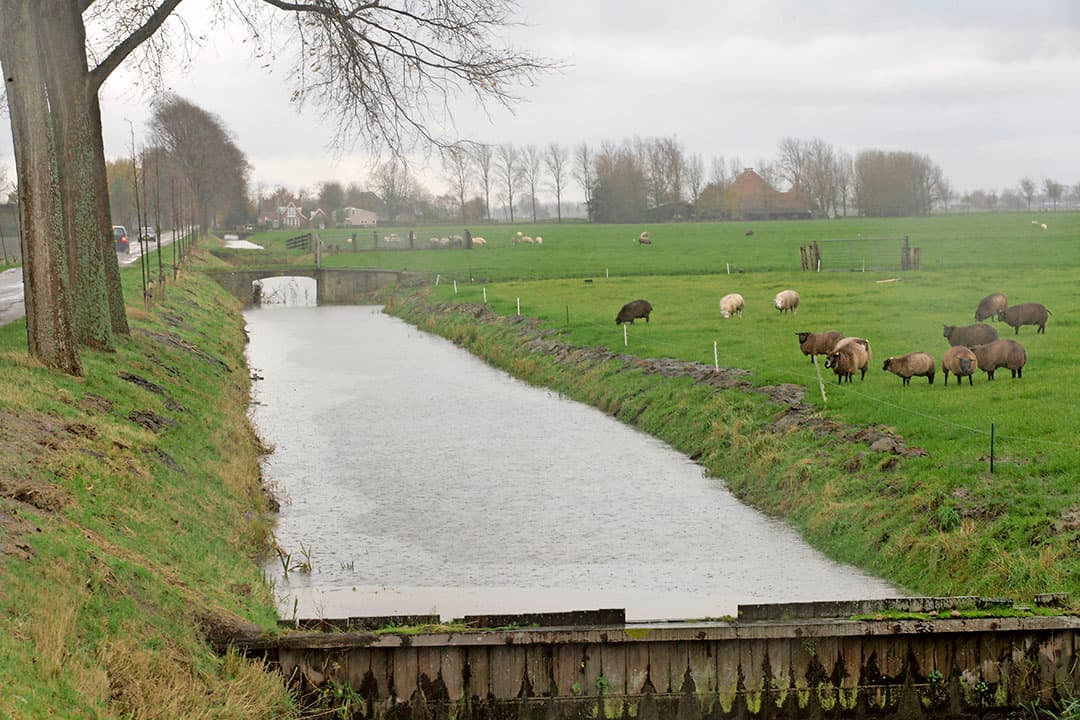 Foto: Koos Groenewold
