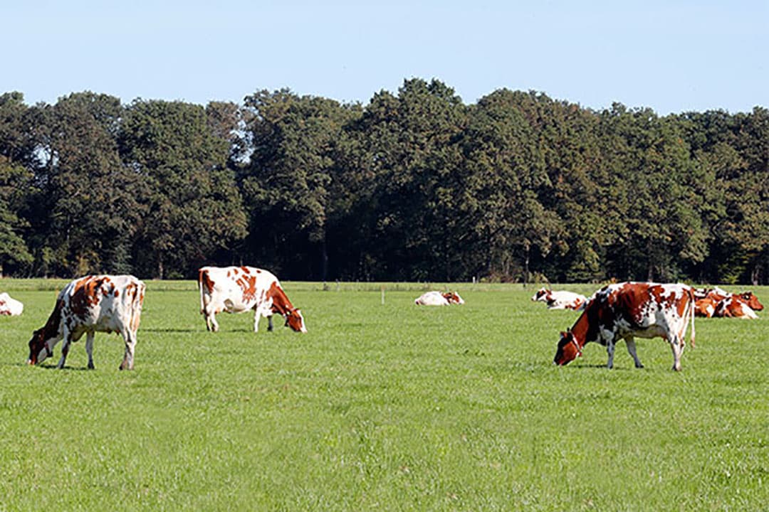 Foto: Bert Jansen