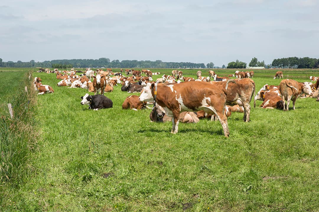 Foto: Koos Groenwold