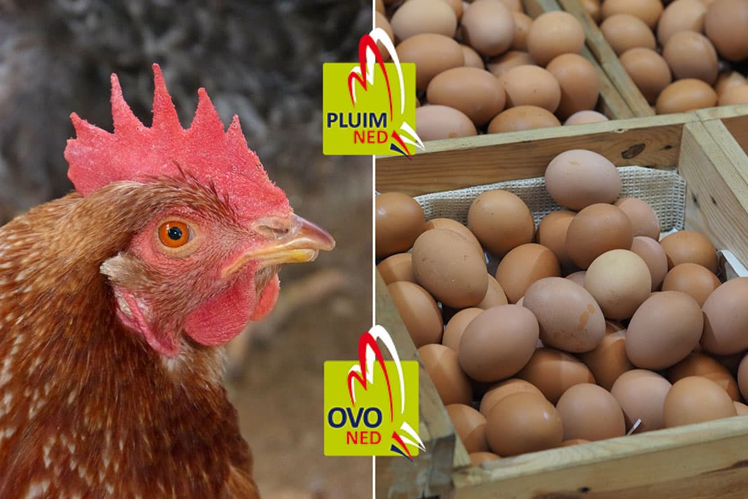 Foto: Boerderij