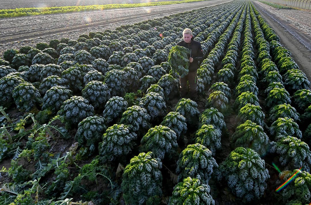 Het is weer tijd voor boerenkool. De oogst in Wunstorf, Nedersaksen, begint in de vorst. - Foto: AFP