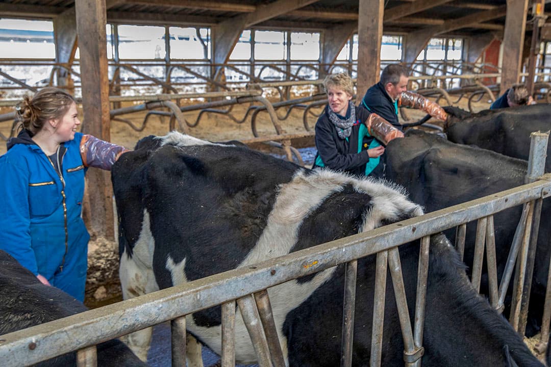 De koning luistert geínteresseerd naar het verhaal van melkveehouder Erik Smale, terwijl de koeien in de stal meeluisteren. - Foto: ANP
