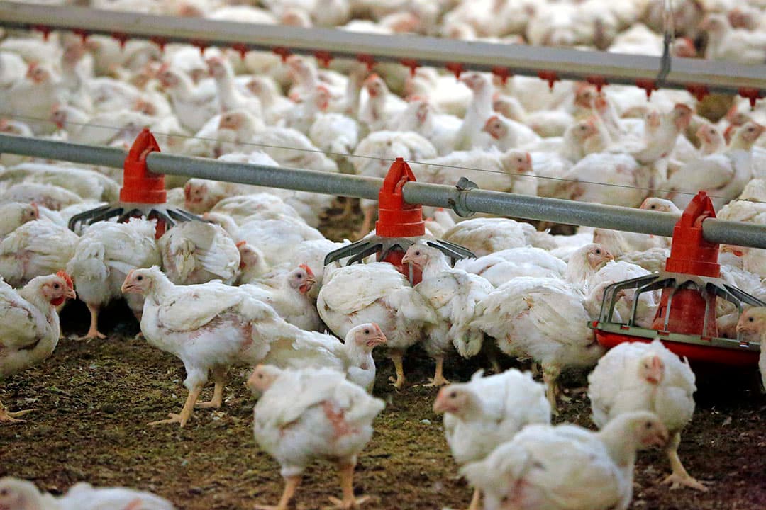 Wereldwijd groeit de vleeskuikenproductie, in West-Europa amper, in Oost-Europa des te meer. - Foto: Henk Riswick