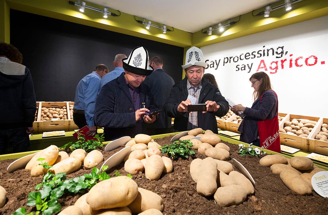 Veredelaars moeten puzzelen met pootgoed