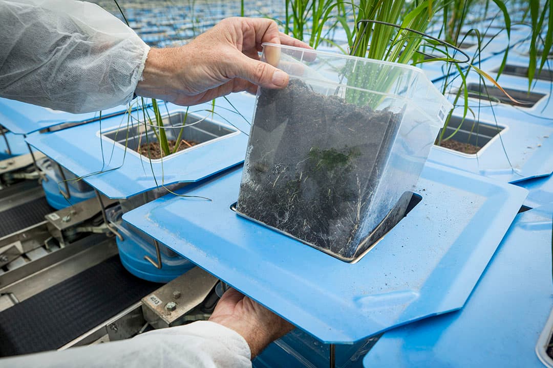 Een medewerker van KeyGene bekijkt een plant. KeyGene ontwikkelt planten die bestand zijn tegen ziekten en droogte. - Foto: Koos Groenewold