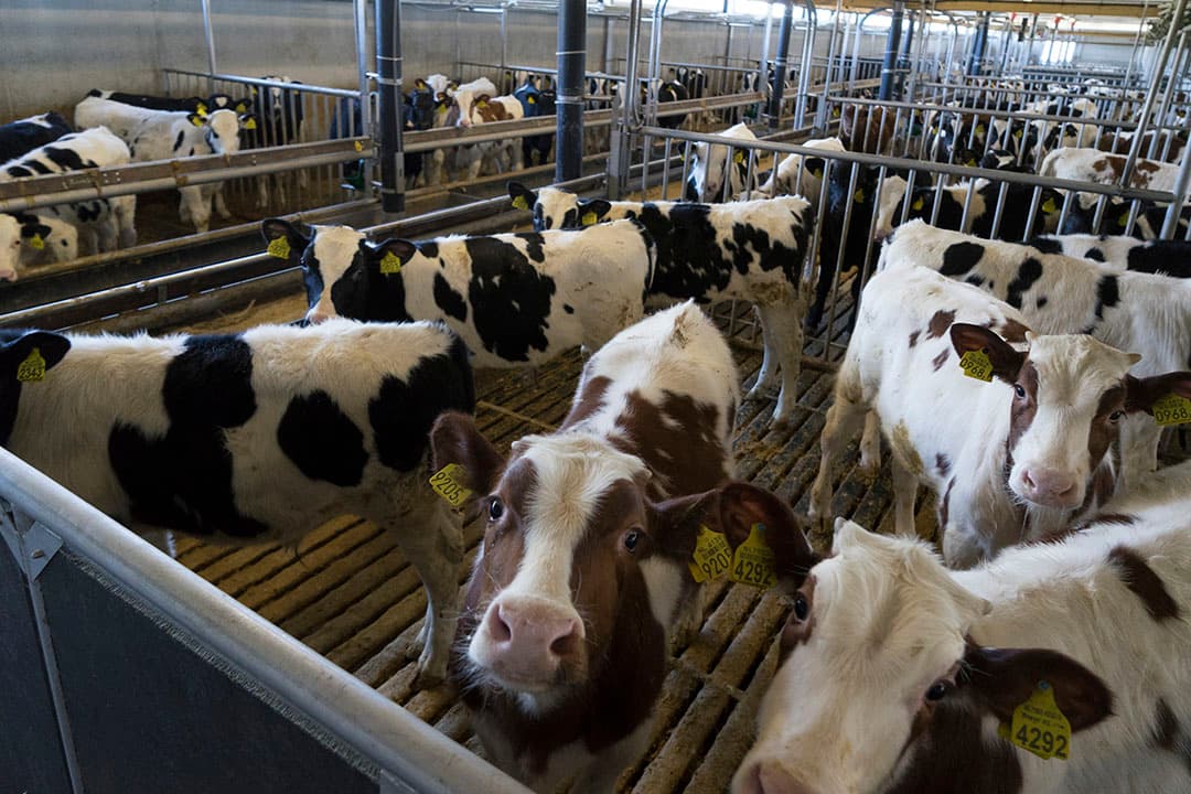 Sebaldeburen  19-03-2018      opdr.nr.: 405966kalverhouderij Sjoerd Ausma foto:Jan Willem van Vliet