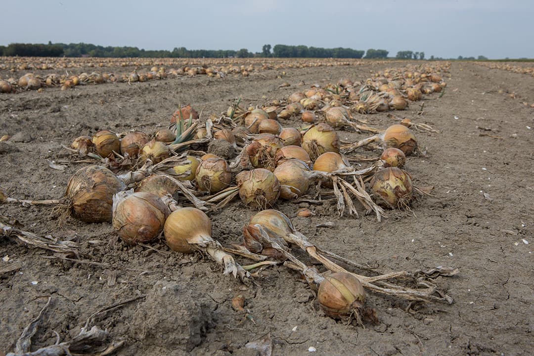 Foto: Peter Roek