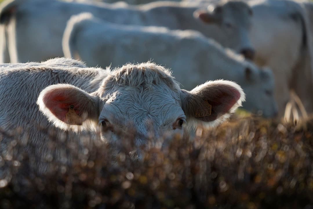 De zoete aardappelen van  teler Hendrik Luth zitten erg diep. Te diep om, zoals de teler normaal doet, te rooien met een voorraadrooier. Daarom heeft hij zijn buurboer gevraagd om de preirooier te gebruiken. Dat werkt beter. - Foto: Koos van der Spek