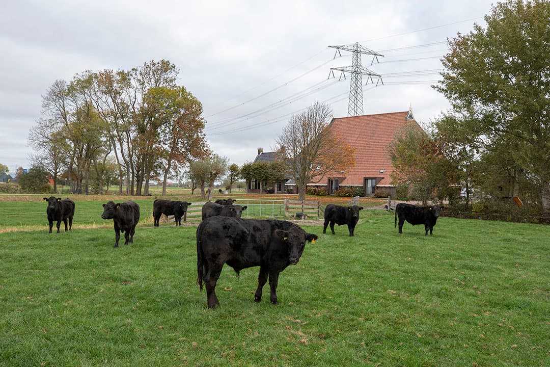 Kamminga's Slachtbedrijf in Surhuisterveen slacht de runderen op een leeftijd van 22 tot 24 maanden. De karkassen wegen 340 tot 360 kilo.