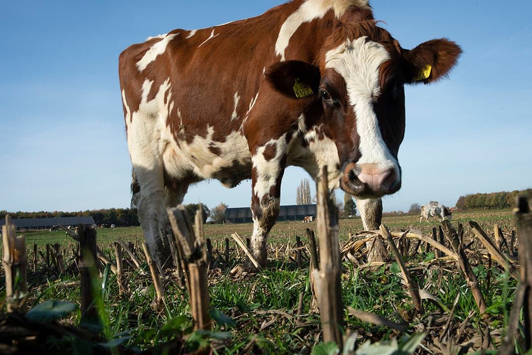 Loonwerker Hans van Kalkeren spoelt aangekoekte grasresten van zijn maaimachine in de Rijn. De loonwerker laat de maaier 10 minuten draaien om de grasresten los te weken. Het bespaart hem anderhalf uur werk op het bedrijf. Aansluitend volgt daar nog een nabehandeling met hogedrukspuit, voordat de machine voor de winter de loods ingaat. - Foto: Vidiphoto