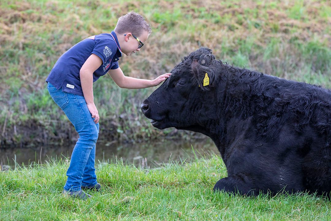 Een jonger dier geboren in Nederland met een Nederlands I&R-nummer. Kerkhof streeft naar 4xNL, in Nederland geboren, grootgebracht, geslacht en uitgebeend.