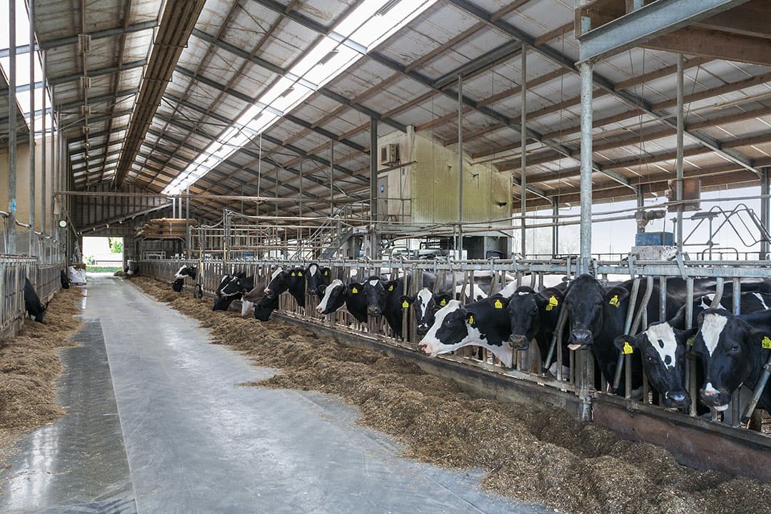 De ligboxenstal is 5-rijig van het type 3+2. De stal is volledig onderkelderd waardoor er 5.700 kuub mestopslag is. De stal is voorzien van melkrobot, melkkamer, kantoor en diverse ruimtes.