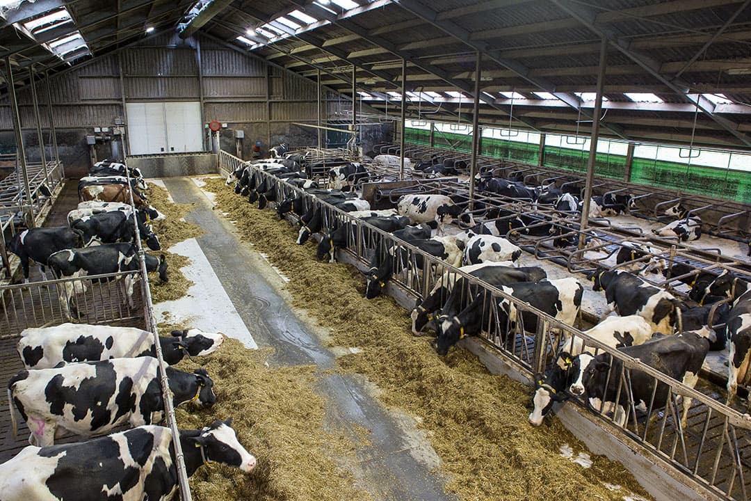 Vanaf 2015 is de melkproductie gestegen met 1.000 kilo melk per koe. In 2015 molk het bedrijf 809.042 kilo melk met 96 koeien. In 2018 melkt Janssens 1.258.850 kilo melk met 118 koeien. In 2015 werd 152 kilo melk per kilo fosfaat geproduceerd, nu is dat 219 kilo melk.