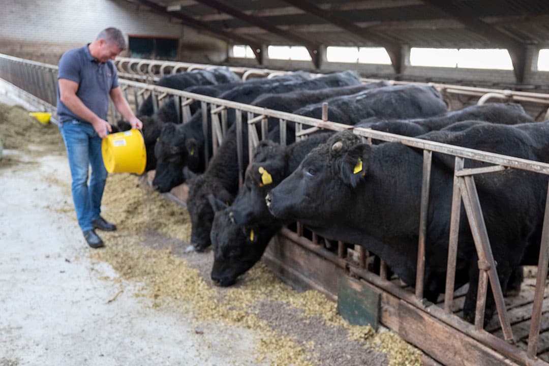 Voor huisvesting en weidegang van meer Black Angussen ziet de Friese ondernemer mogelijkheden in samenwerking met extensief boerende melkveehouders, die vanwege fosfaatwetgeving ruimte over hebben.