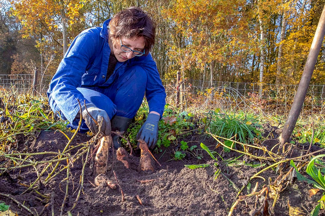 Tussen de maisstoppels door groeit nog wat groen gras, waar de koeien van een melkveebedrijf in het Limburgse Sint Odiliënberg in de wei lopen. - Foto: Twan Wiermans