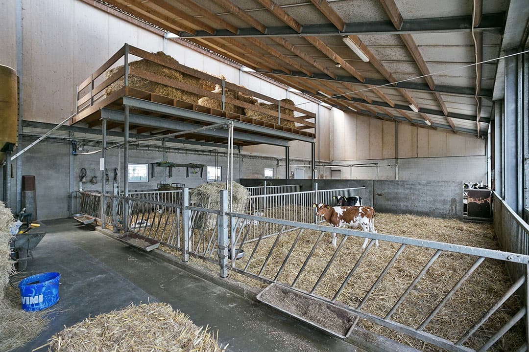 Binnen de stal is groei in aantal koeien mogelijk door het jongvee te verplaatsen naar een nieuw te bouwen jongveestal. Een beperkte uitbreiding en aanpassing van het bouwblok is voor de gemeente bespreekbaar.