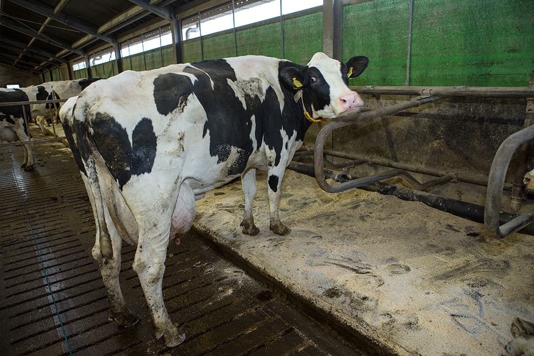 De melkkoeien krijgen een gemengd rantsoen dat voor 70% uit mais bestaat, aangevuld met graskuil, tarwegistconcentraat, mineralen, krijt, een buffer en pensbestendige vetten en krachtvoer in de melkstal. De droogstaande koeien krijgen een apart basisrantsoen, aangevuld met transitiebrok.