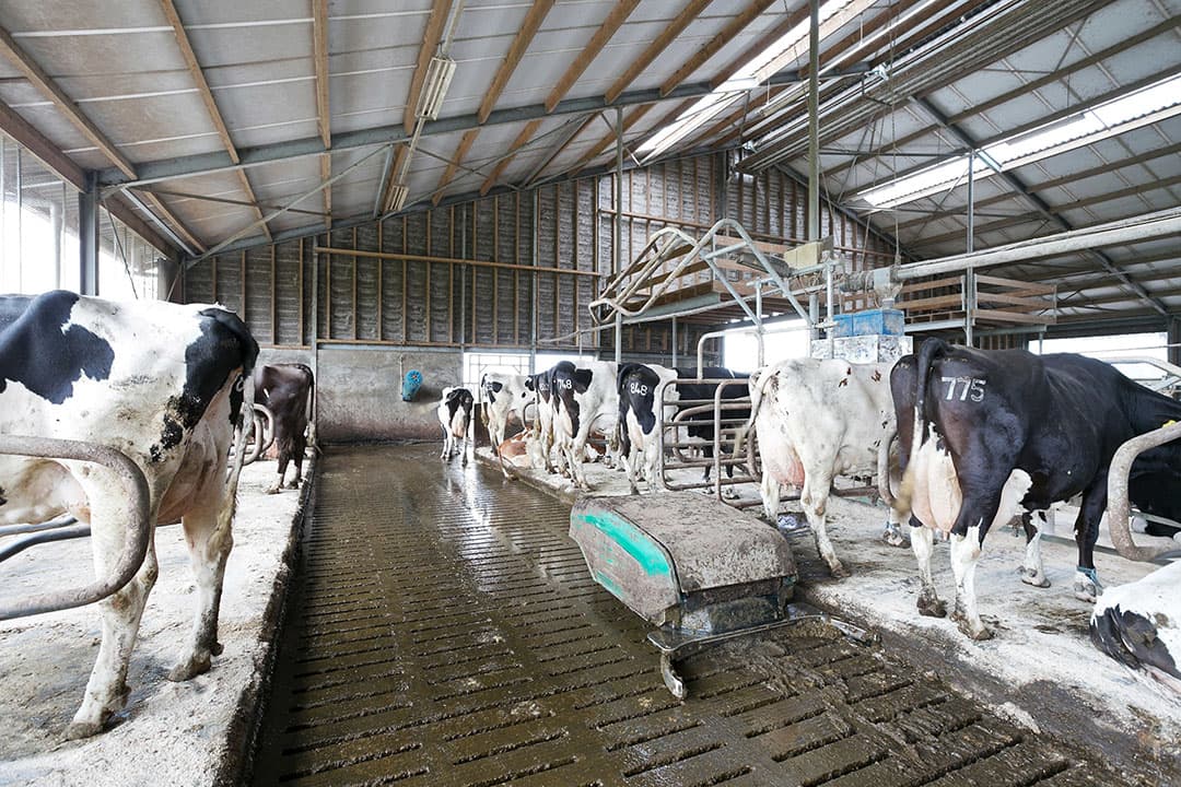 Een mestrobot met sproei-installatie draagt bij aan schone roosters en koeien. De stal is voorzien van traditionele roosters zodat een emissiearme aanpassing, zoals de provincie Noord-Brabant dat voorschrijft, uiterlijk in 2030 gereed moet zijn.