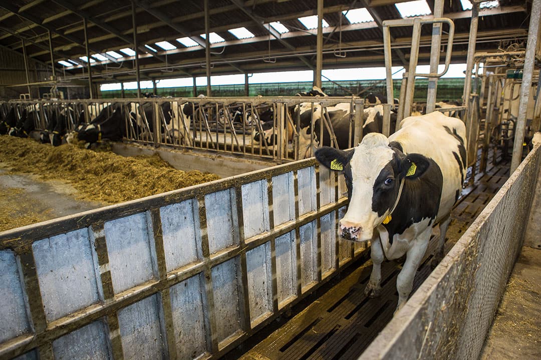 Opvallend in de stal zijn de 2 oversteekplaatsen over de voergang (cross-over-voergangbordes genoemd). De koeien kunnen zich zo makkelijk in de gehele stal verplaatsen en zich mooi verdelen over de stal.