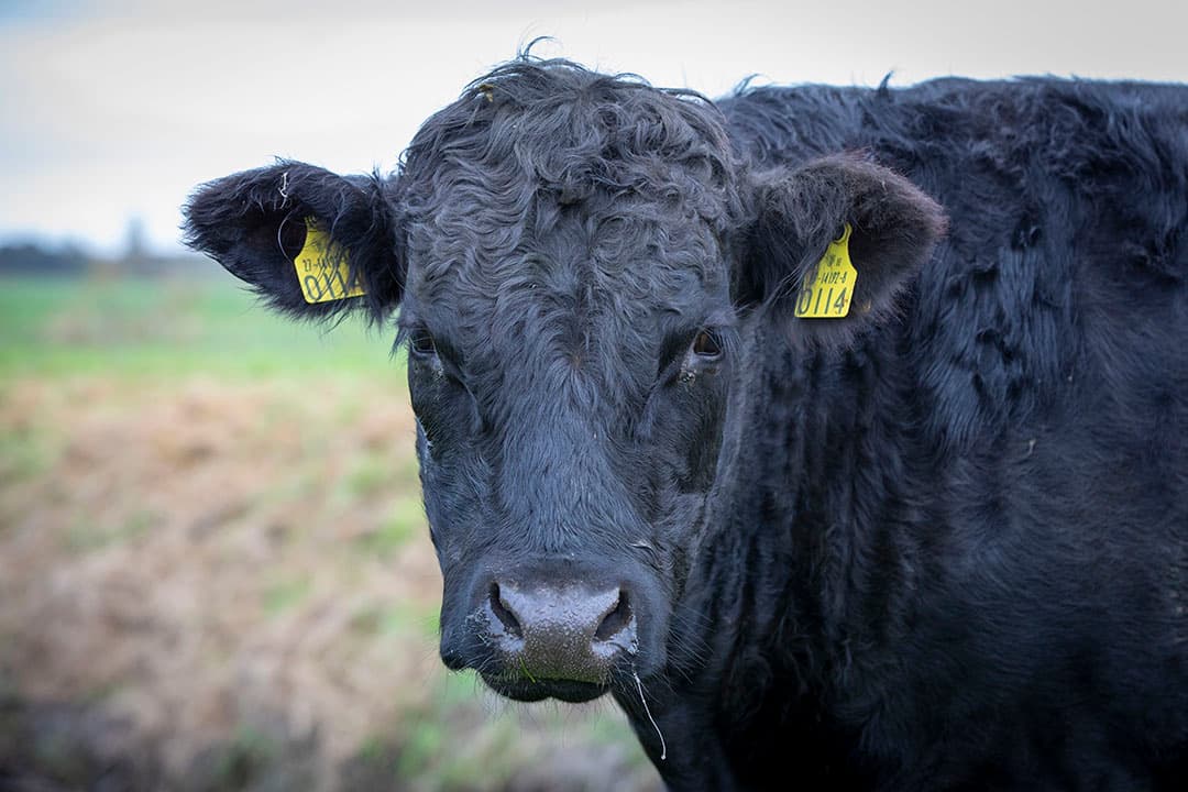 Via Van Huisstede wordt het rundvlees geleverd aan 40 restaurants in Friesland.