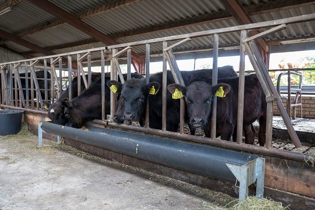 Naast eigen gras en graskuil koopt Kerkhof mais aan voor de afmestperiode.