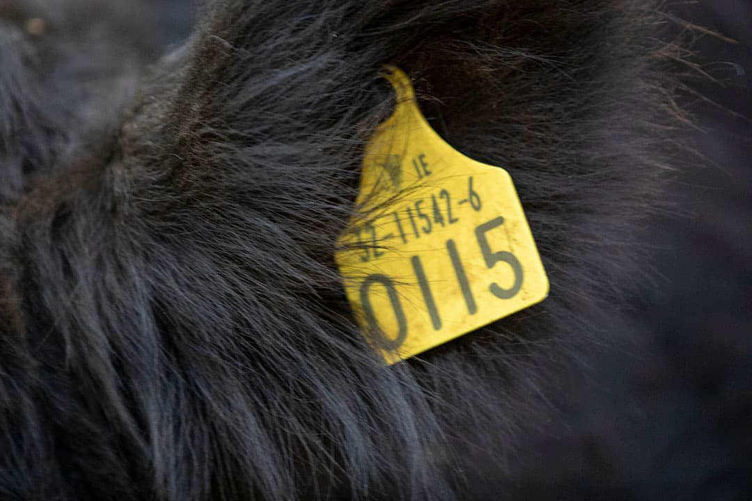 Hans Kerkhof (51) en Jeanet van Ruiten (47) houden in Akkrum (Fr.) vleesvee van het Black Angusras. Zoon Cas (8) en dochter Isa (10) zijn ook betrokken bij het vleesveebedrijf en de particuliere vleesverkoop. - Foto's: Anne van der Woude