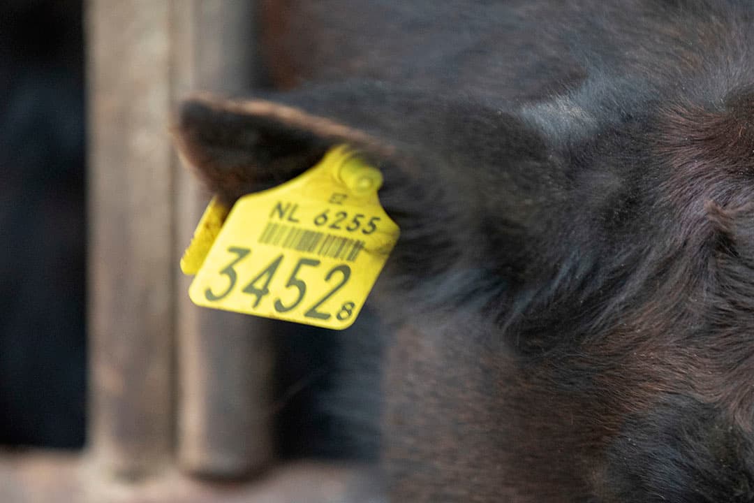 Zoon Cas, 8 jaar, heeft een goed oog voor de dieren en houdt het vee in de gaten als vader Hans buiten de deur aan het werk is.