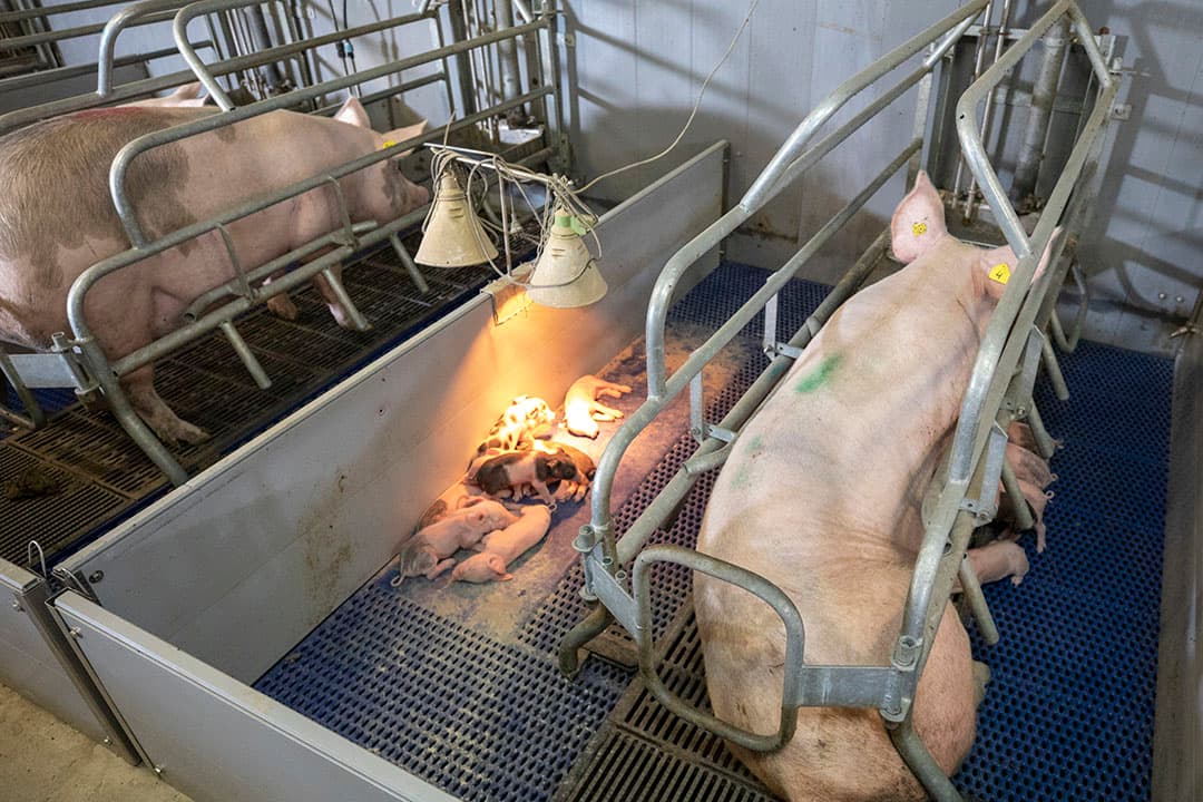 Foto: Anne van der Woude