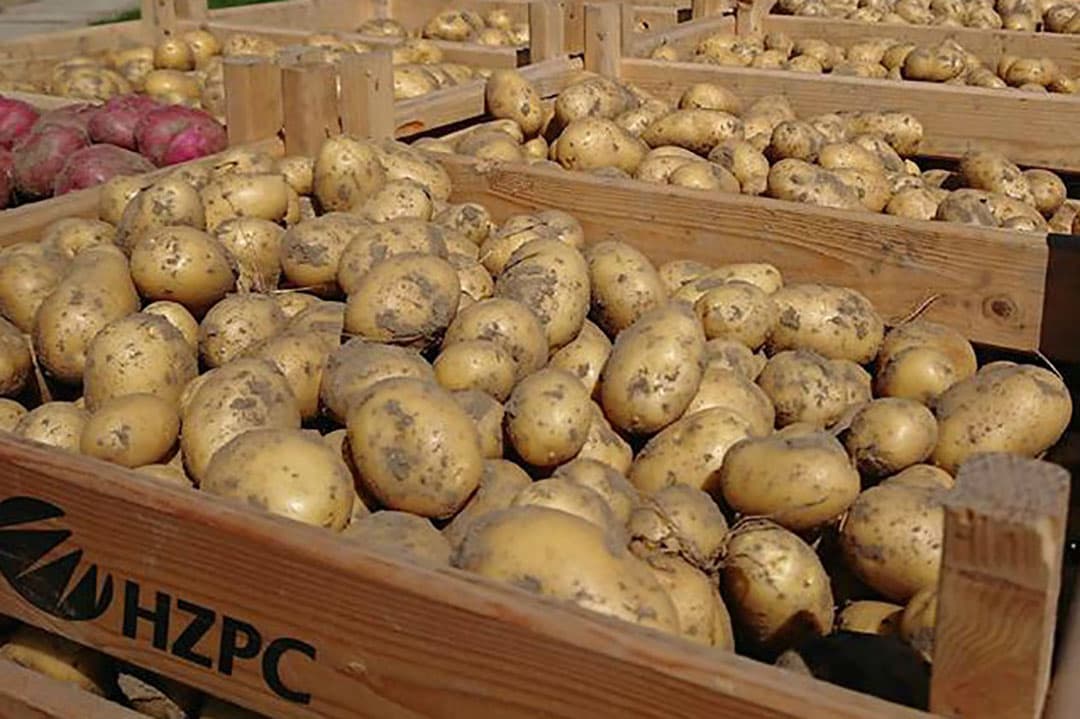 Foto: HZPC