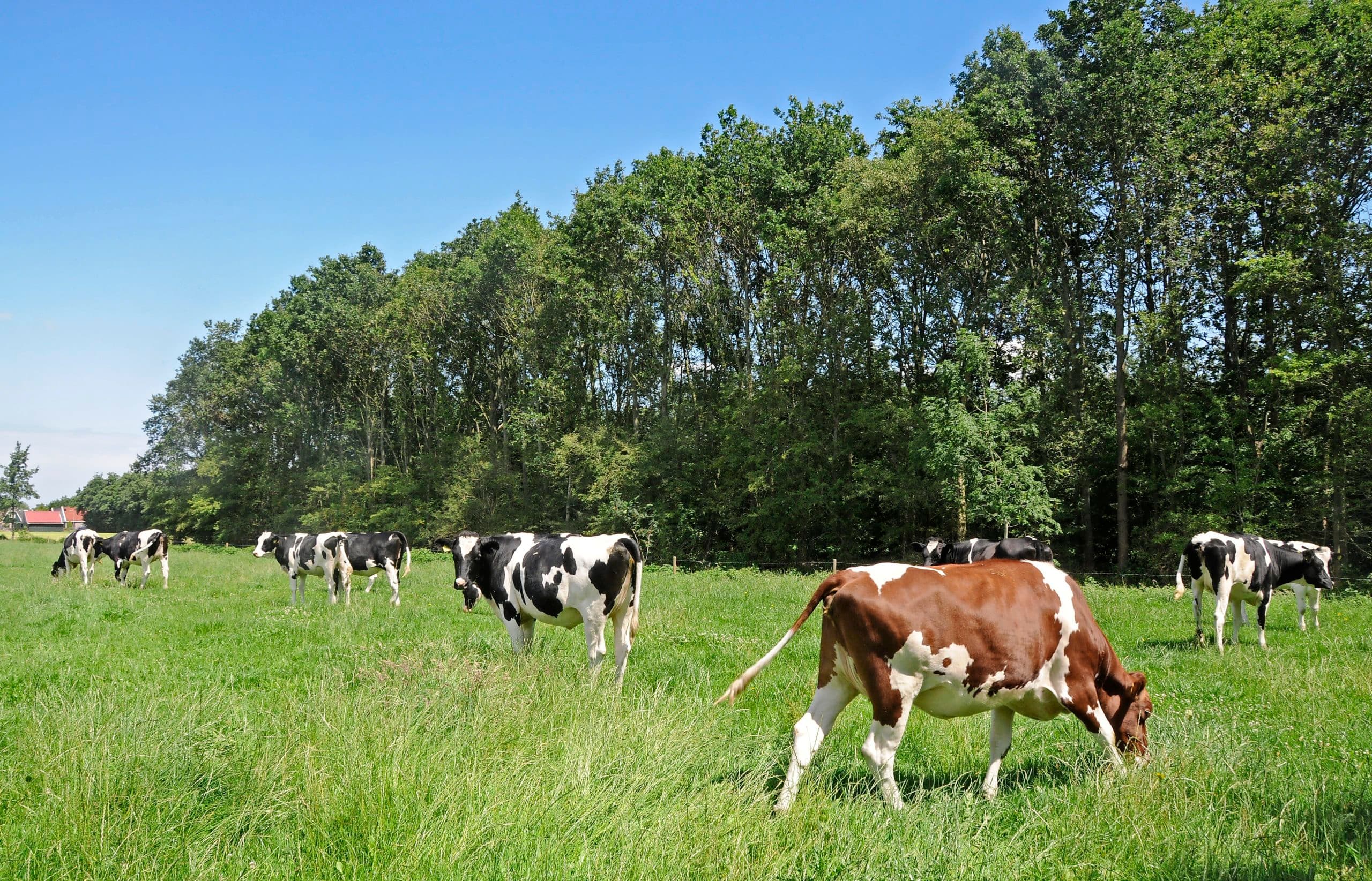 Afromingsvrije lease fosfaatrechten van tafel