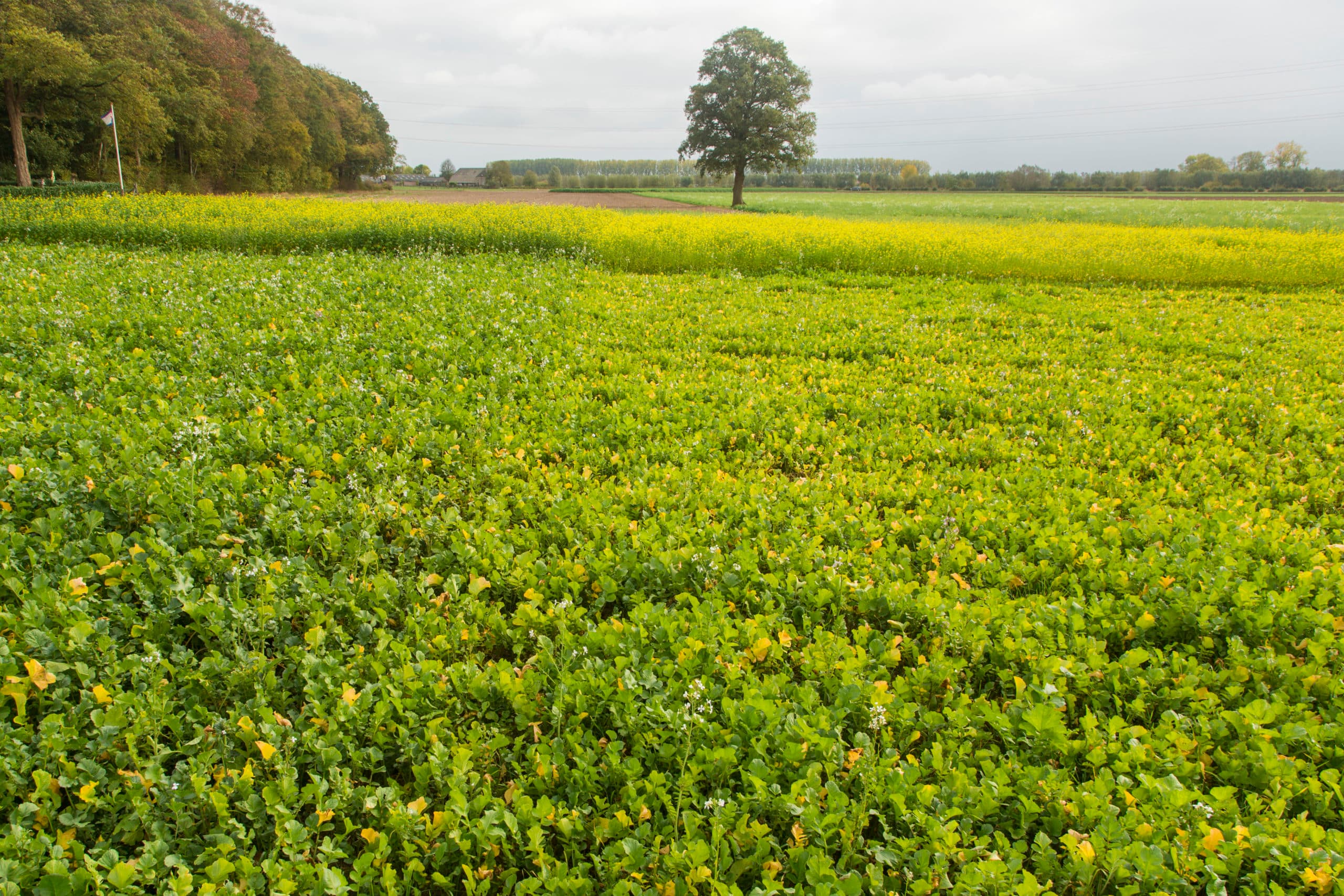 Foto: Koos Groenewold