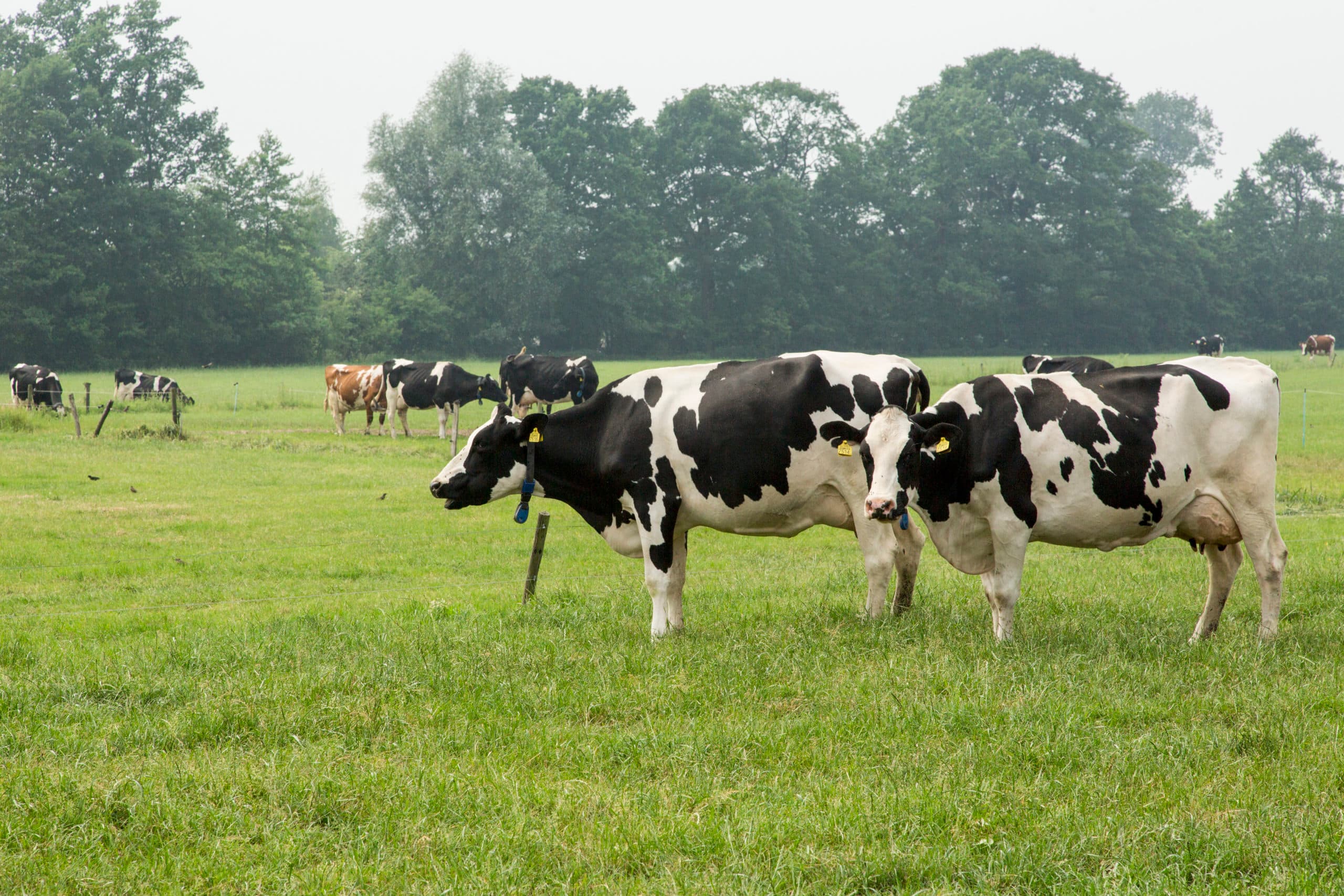 Foto: Koos Groenewold