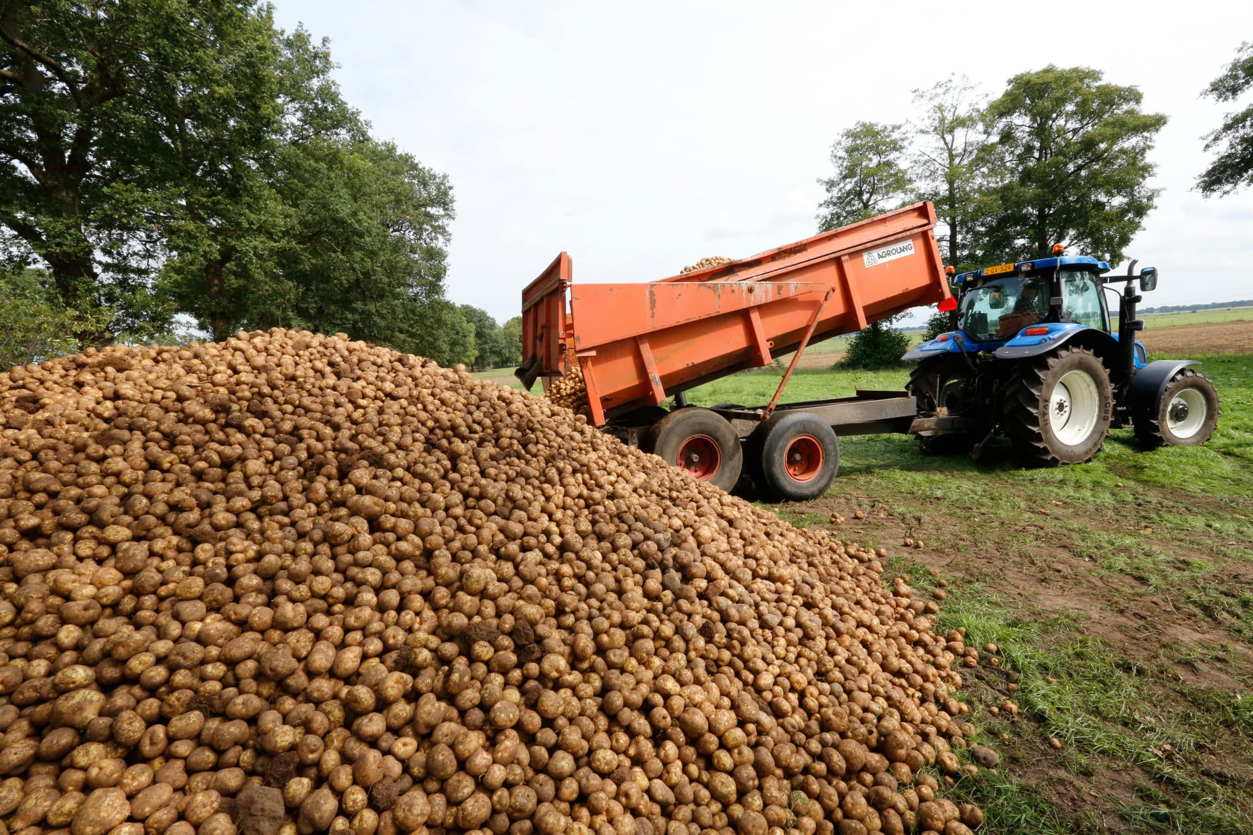 Avebe: driekwart aardappelen gerooid
