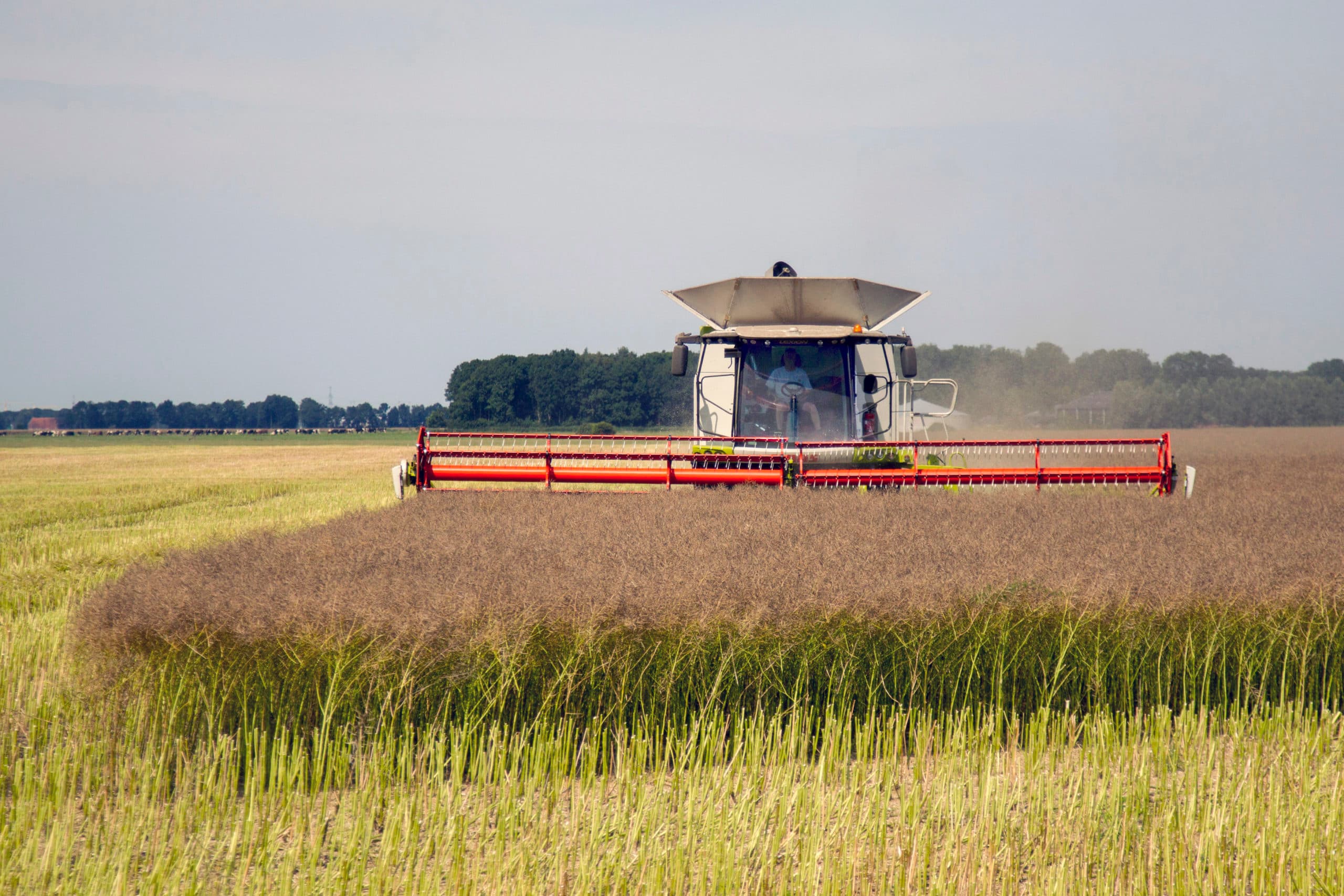 Foto: Koos van der Spek