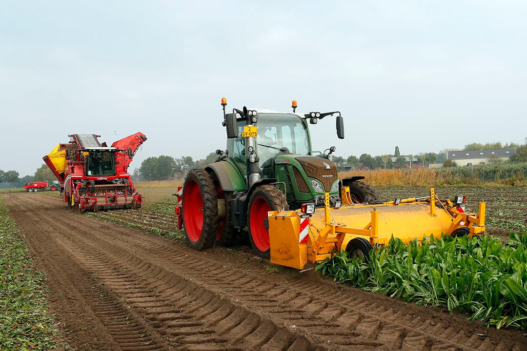 Eerst woelen om cichorei te kunnen rooien