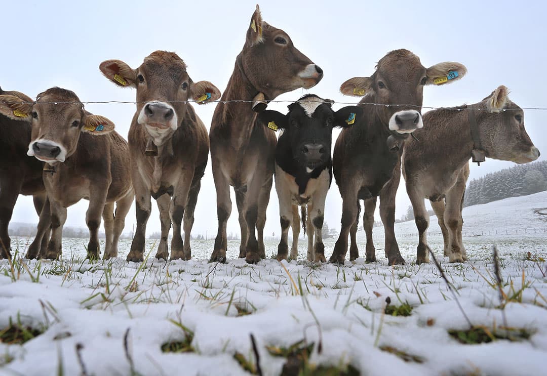 Een mooie bult bieten. Ook in Frankrijk is de bietencampagne in volle gang. De voorraad van een akkerbouwer in Siant-Philbert-sur-Risle, in Normandië, ligt klaar op het land. - Foto: AFP