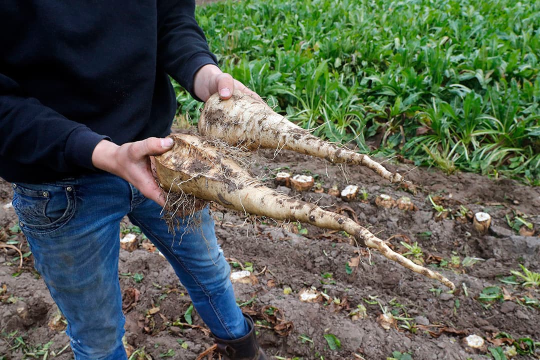 De woelertanden werken tot 50 centimeter diepte, ondieper werken kan niet omdat de cichoreiwortels op bewerkingsdiepte afbreken.