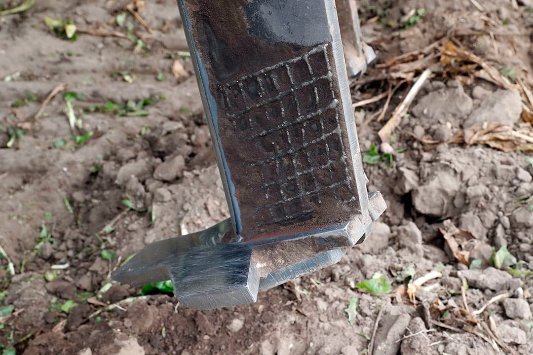 Hier is te zien dat de cichorei op de lichte grond wel 40 tot 50 centimeter diep groeit.