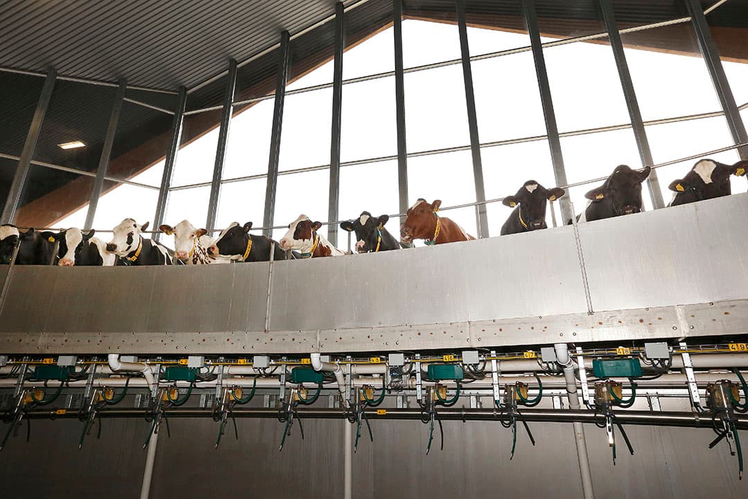 De koeien kijken over het randje van de 80-stands melkcaroussel van Vreba Melkvee in Vredepeel (L.). Op dit bedrijf van de broers Van Bakel worden 2.250 koeien gemolken. Foto: Hans Prinsen