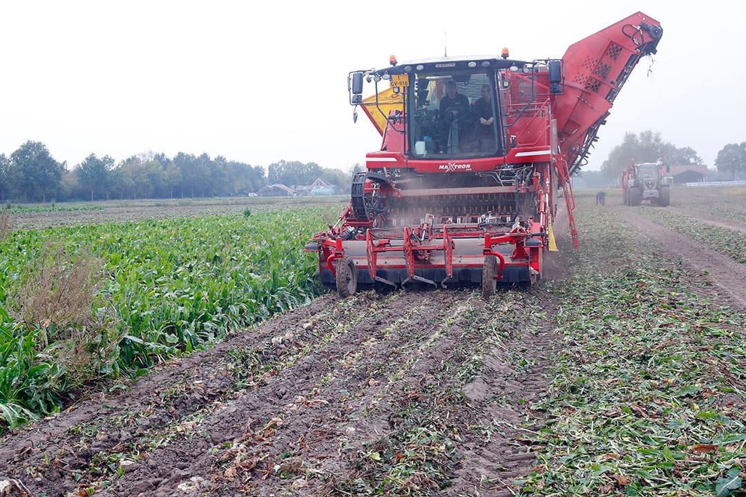 Vanwege de keus om het blad naar de zijkant af te voeren, kan de woeler niet ver in het voren werken. Het loof ter plekke laten liggen is volgens de loonwerker geen optie omdat er dan te veel loof als tarra in de hoop terecht komt.