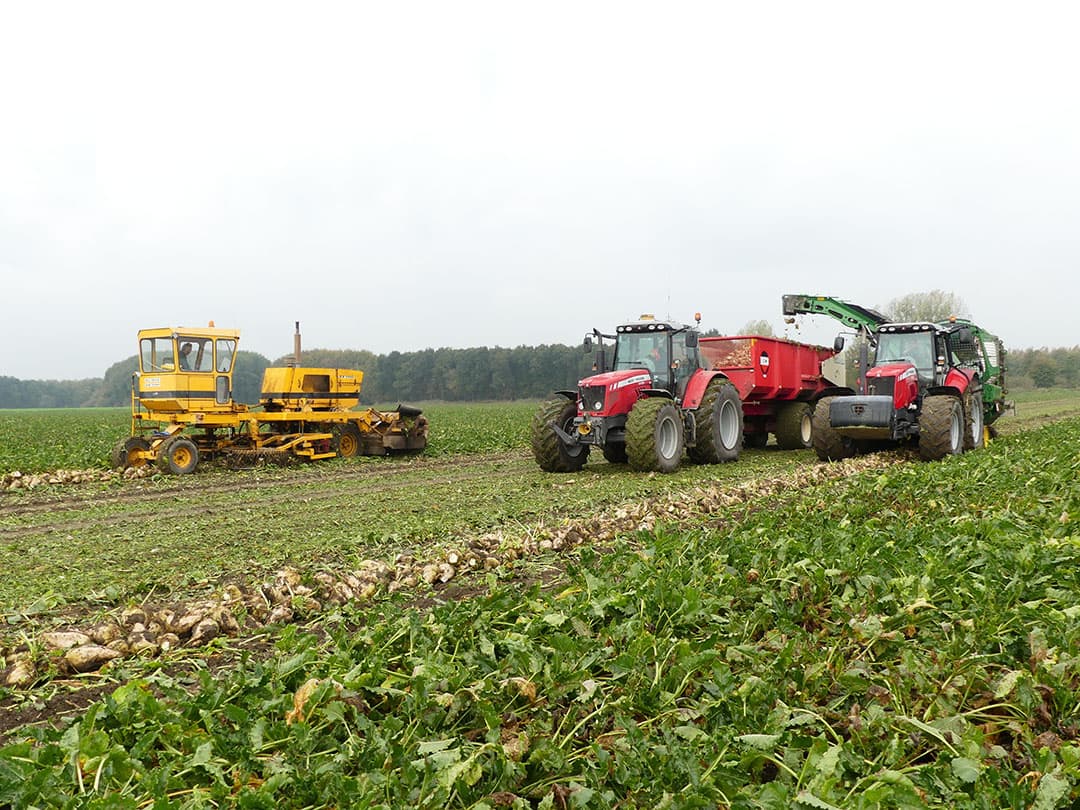 Achter de lichters werkt een vierkante aangedreven as de bieten naar een rollenbed met 4 rollen over de hele breedte en 2 opstaande rollen om de bieten naar het midden in het zwad te werken.
