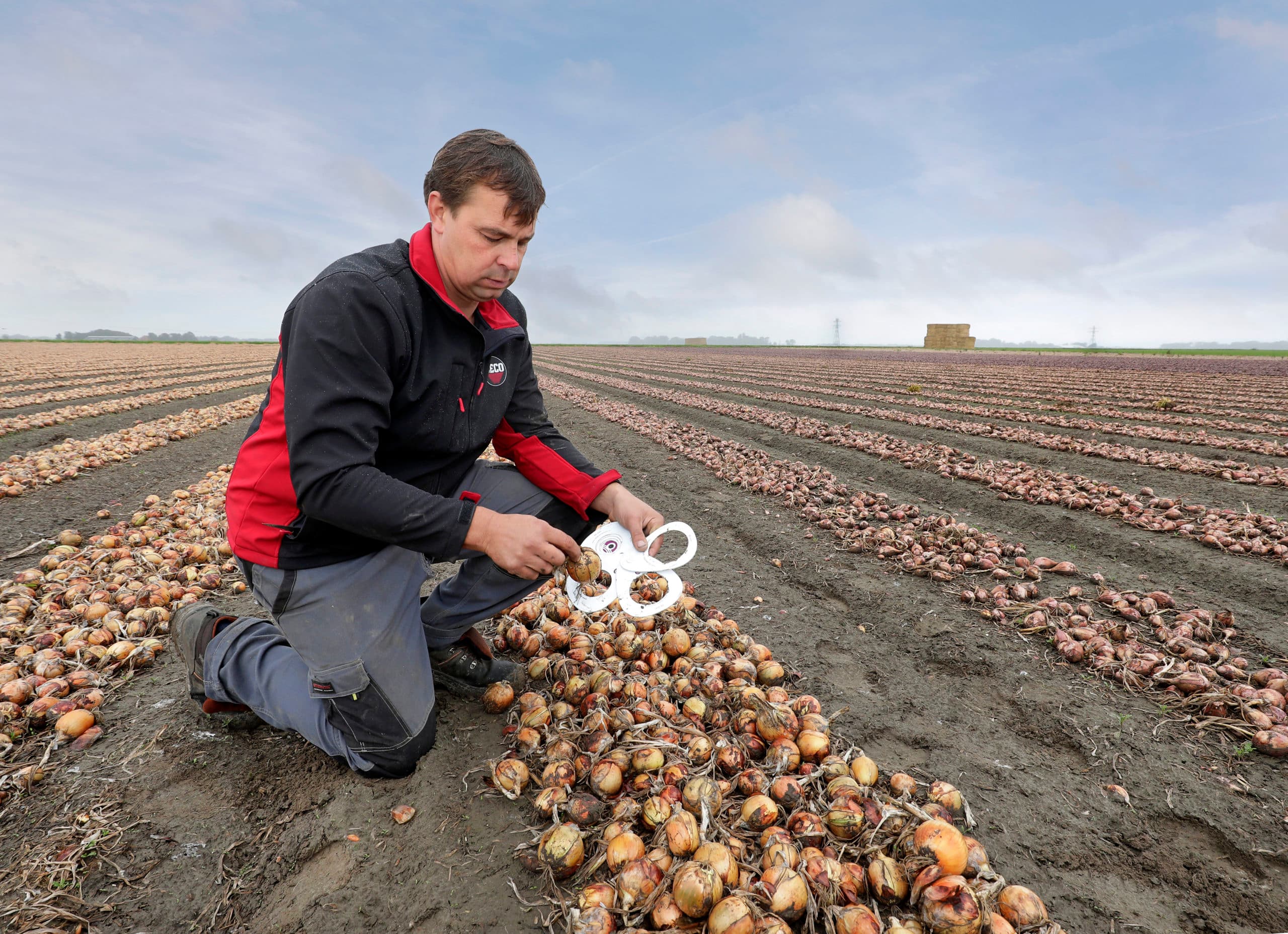 Meten is weten. De uien zijn hier goed gegroeid. De variatie is echter groot dit seizoen en dat zit 'm vooral in de bodem. - Foto: Ruud Ploeg