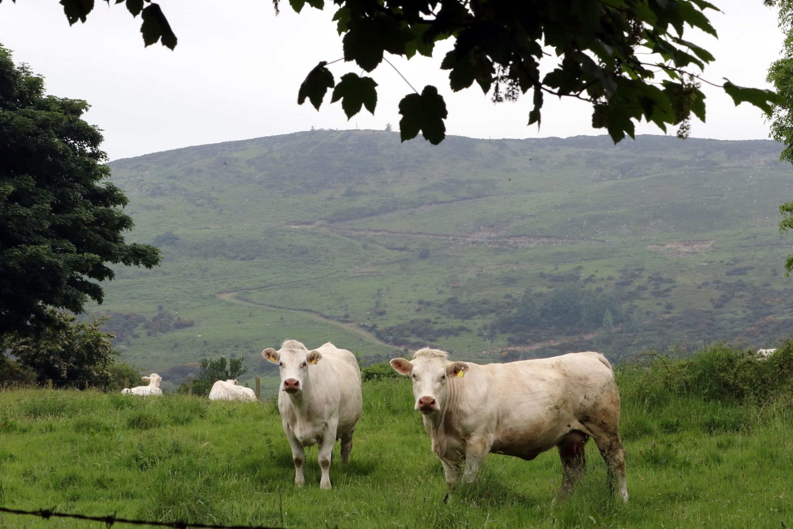 2016-06-07 11:26:58 Cattle stand close to the border between Newry in Northern ireland and Dundalk in The Republic of Ireland on June 7, 2016. The border that divides the island of Ireland is now invisible, with just a few crumbling former customs buildings serving as reminders of a bygone era of a hard frontier between north and south. All of this could be about to change. In the event of a Brexit on June 23, these 500 kilometres (311 miles) would become the sole land border between the United Kingdom and the European Union and there are genuine concerns that this will mean the reintroduction of customs barriers that were abolished on January 1, 1993 - and even immigration controls for the first time. / AFP PHOTO / PAUL FAITH