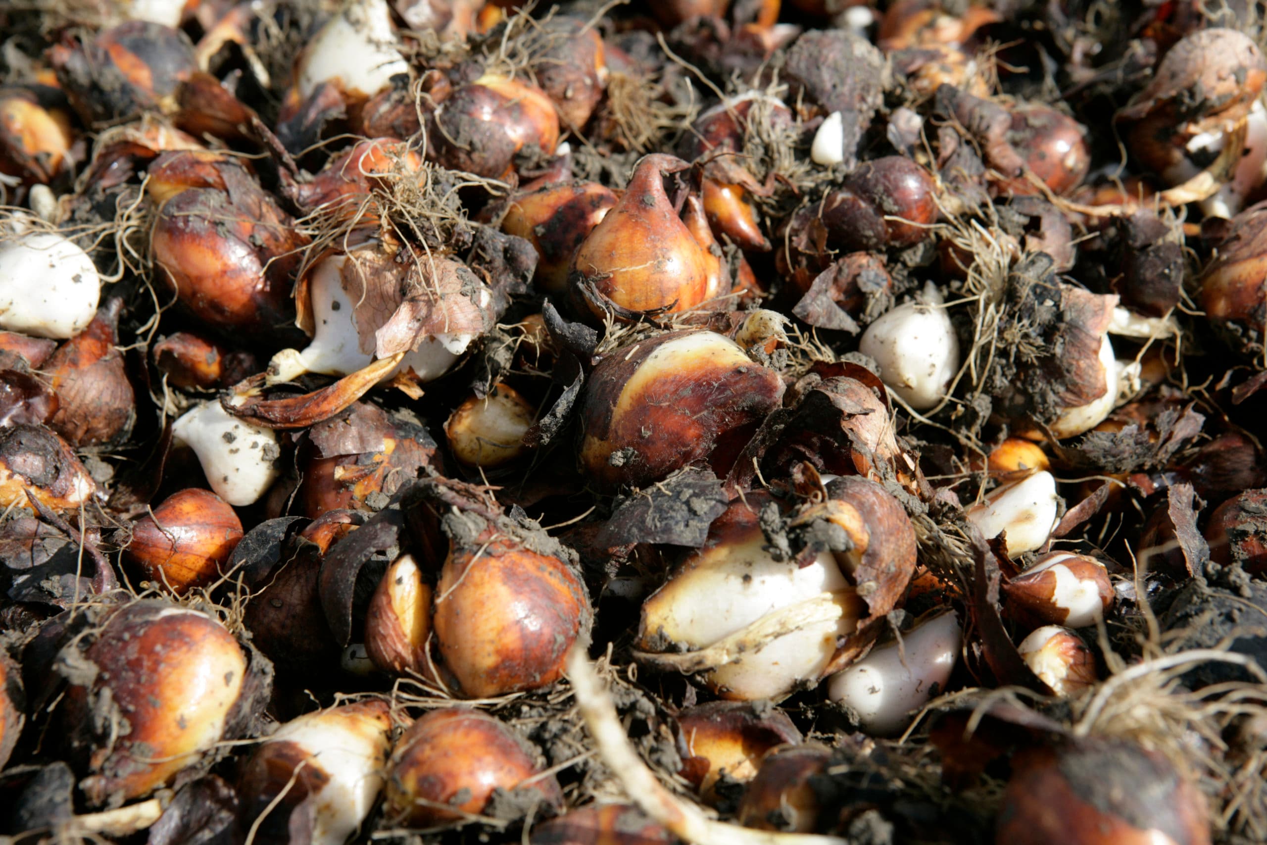 Tulpenbollen. De sector onderzoekt hoe de bollenteelt kan verduurzamen.