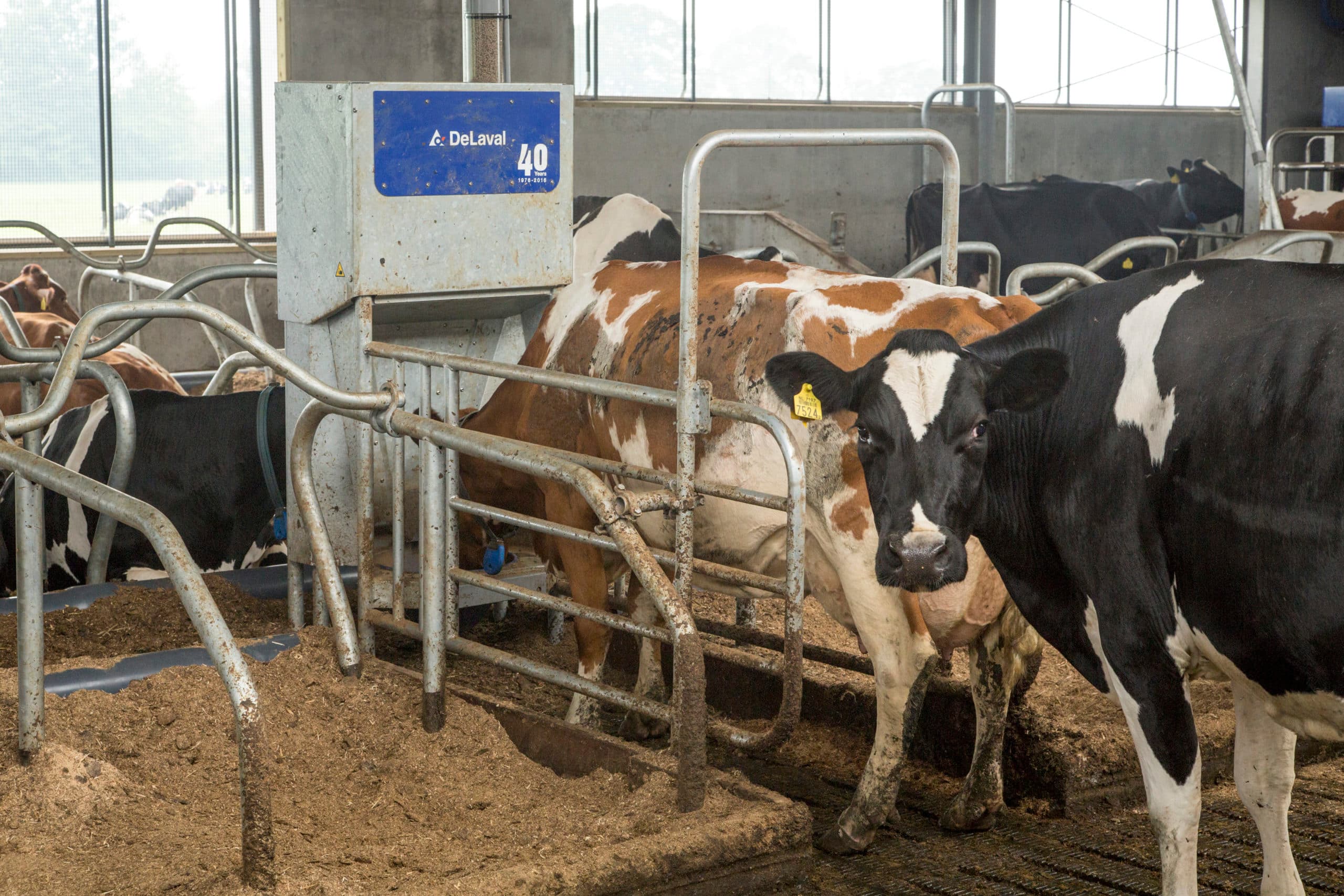 Foto: Koos Groenewold