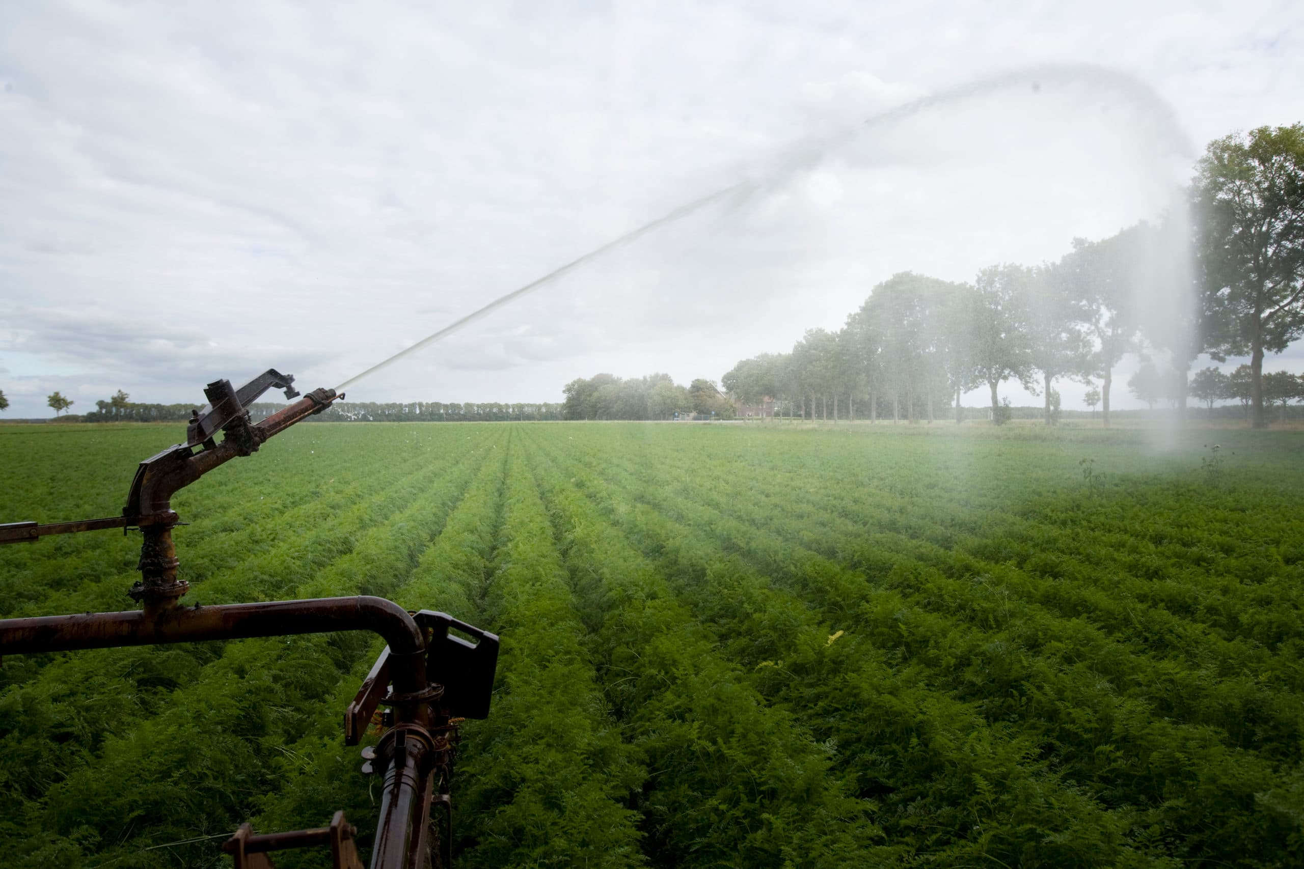 Foto: Koos Groenewold