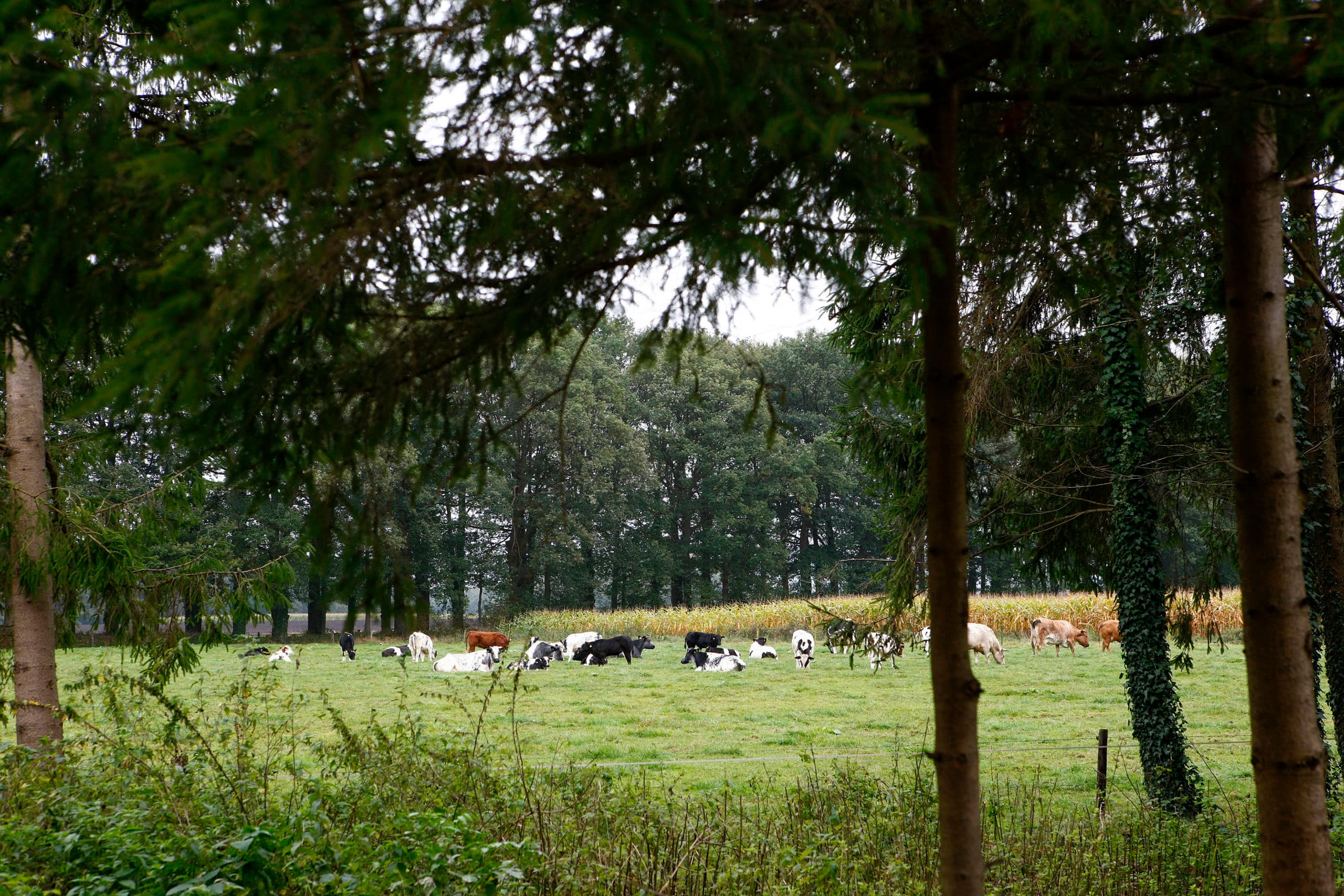 Foto: Hans Prinsen