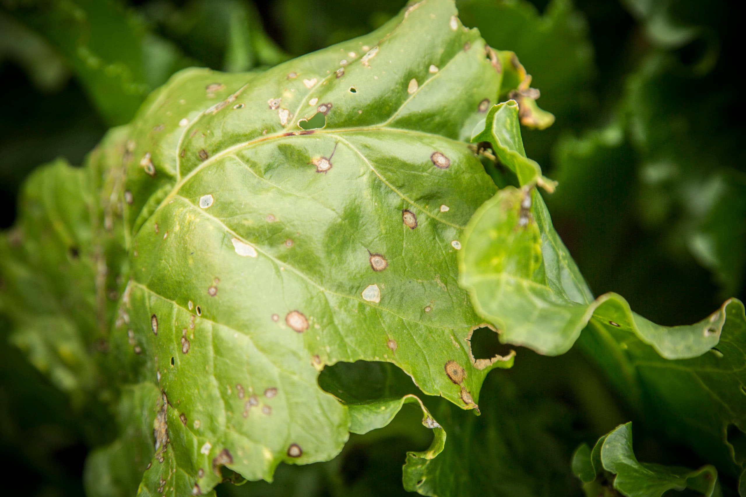 Aantasting met cercospora in bieten. - Foto: Koos Groenewold